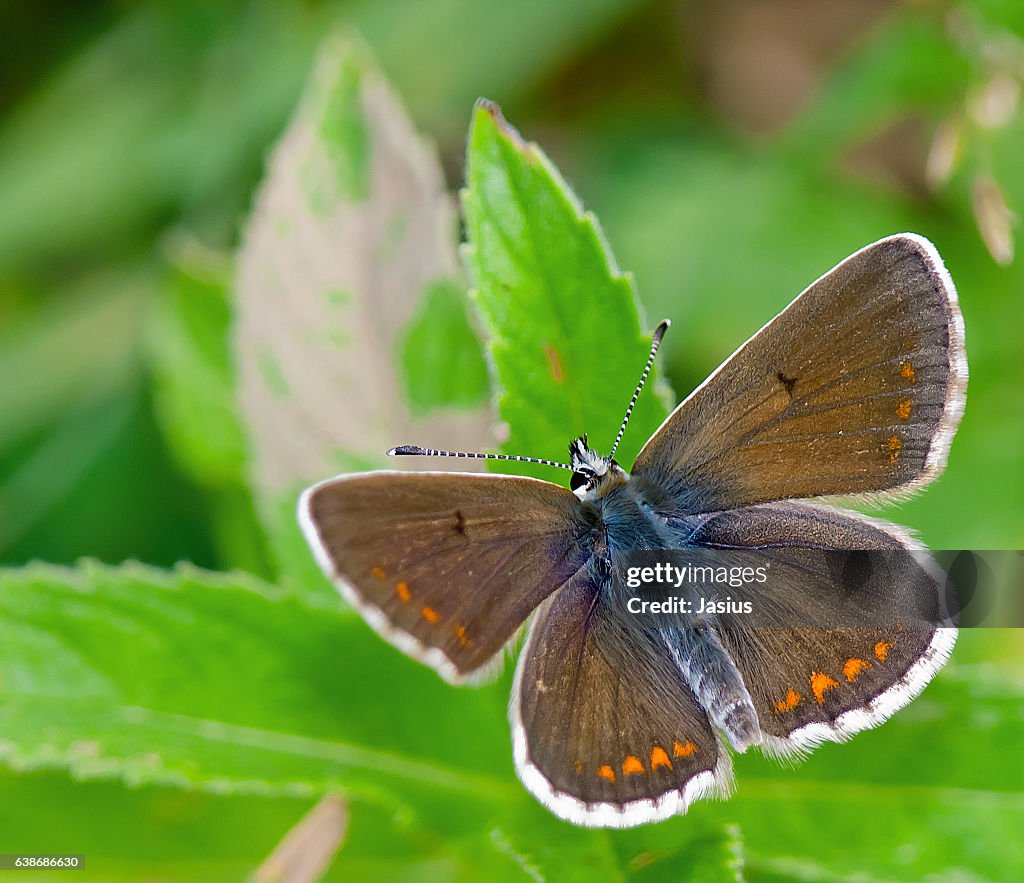 Aricia artaxerxes