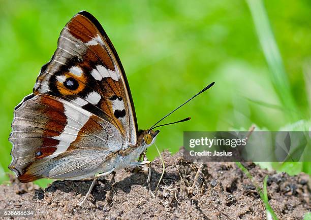 apatura iris - emperor stock pictures, royalty-free photos & images
