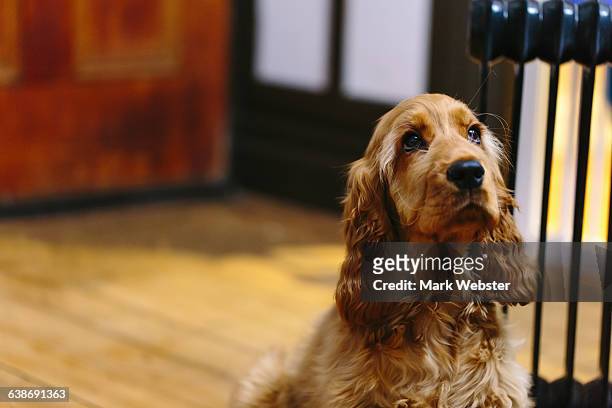 puppy sitting and waiting indoors - cocker spaniel stock pictures, royalty-free photos & images