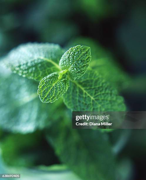 fresh mint leaves, close-up - abundance stock pictures, royalty-free photos & images