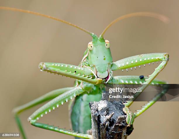 saga pedo - cricket insect photos stock pictures, royalty-free photos & images