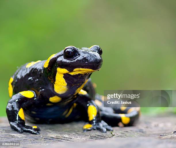 salamandra salamandra - salamandra stockfoto's en -beelden