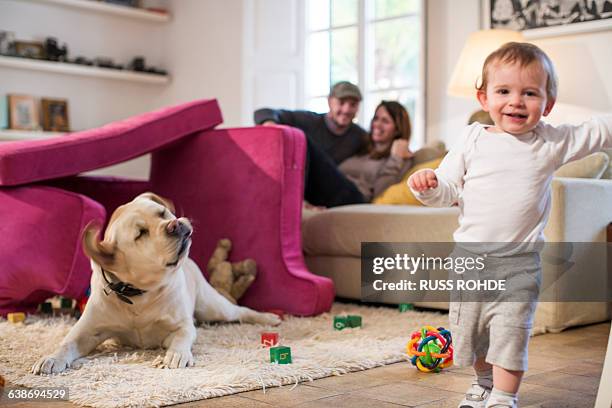 baby boy and pet dog playing in fort made from sofa cushions, looking at camera smiling - skaka på huvudet bildbanksfoton och bilder