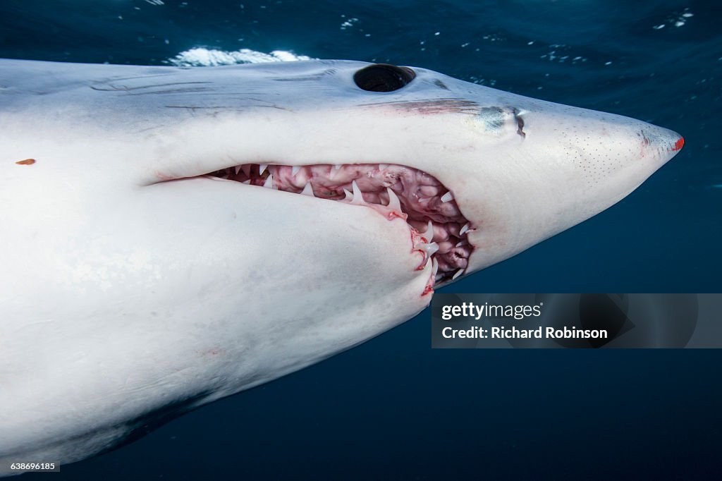 Underwater view of shortfin mako shark (Isurus oxyrinchus) with open mouth, West Coast, New Zealand