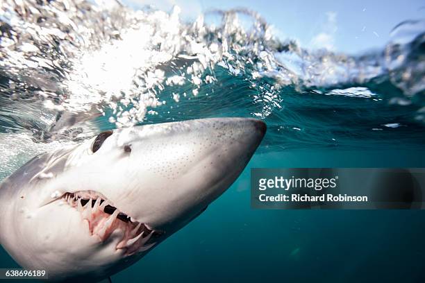 underwater close up view of shortfin mako shark (isurus oxyrinchus) swimming at sea surface, west coast, new zealand - mako stock pictures, royalty-free photos & images