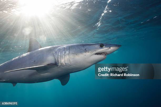 underwater view of shortfin mako shark (isurus oxyrinchus) swimming below sunbeam, west coast, new zealand - mako stock pictures, royalty-free photos & images
