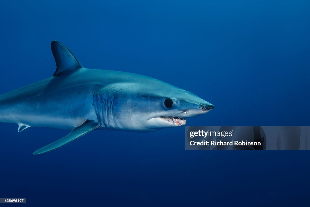 Underwater view of shortfin mako shark (Isurus oxyrinchus) swimming, West Coast, New Zealand