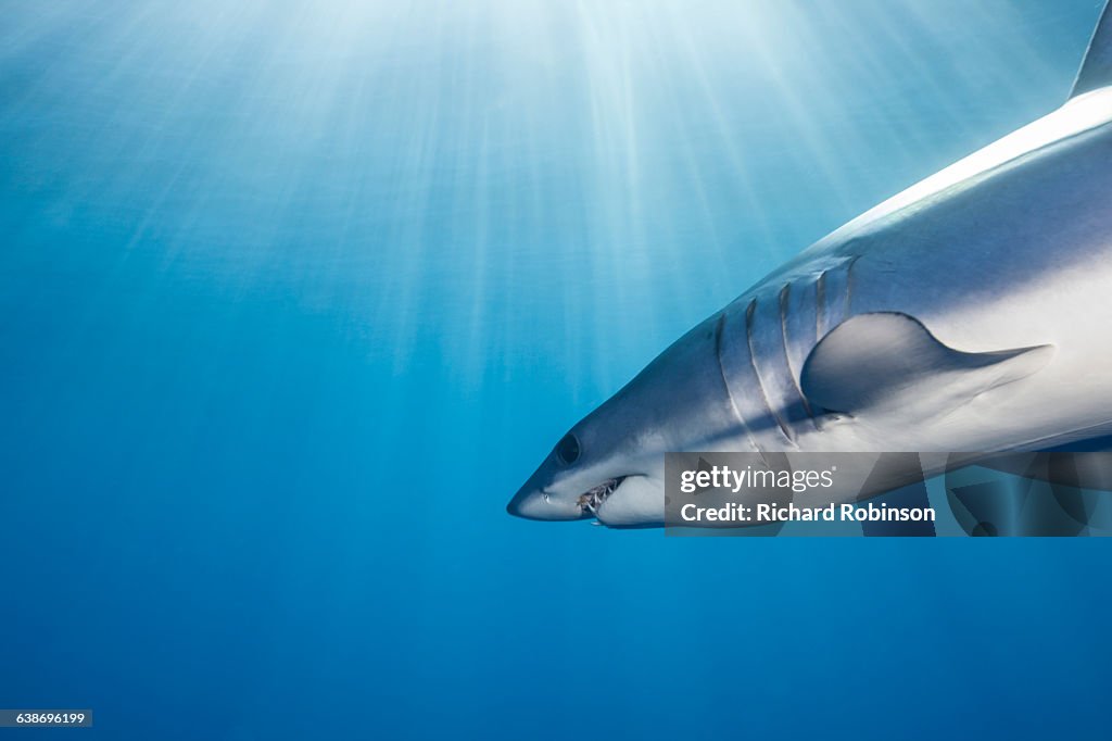 Underwater view of shortfin mako shark (Isurus oxyrinchus) swimming in sunbeam, West Coast, New Zealand