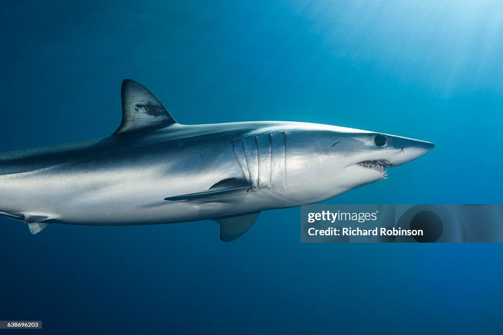 Underwater view of shortfin mako shark (Isurus oxyrinchus) swimming in sea, West Coast, New Zealand