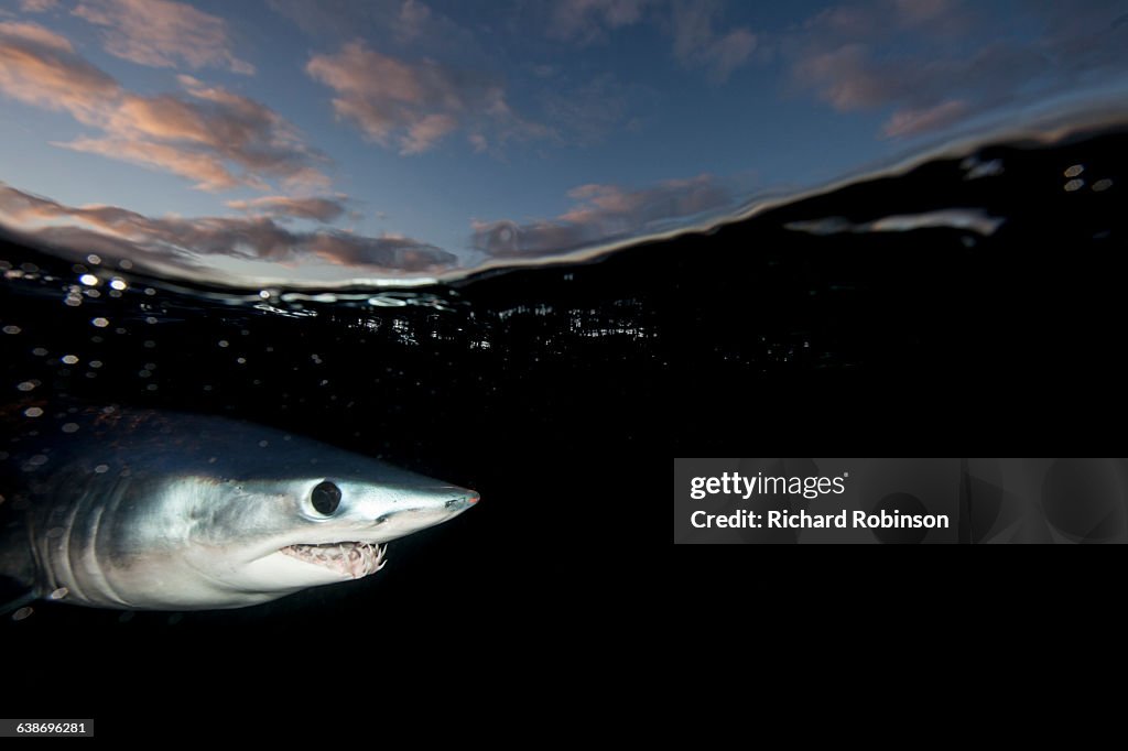 Underwater view of shortfin mako shark (Isurus oxyrinchus) swimming near dark sea surface, West Coast, New Zealand