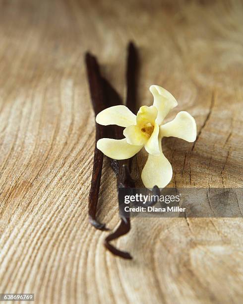 vanilla pods and flower - vanilla - fotografias e filmes do acervo