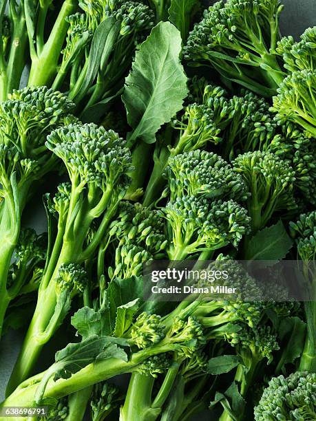 tender stem broccoli - brocolli stock-fotos und bilder