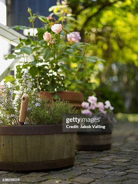 rustic barrel flower pots and rose plants on garden terrace - green which rose stock-fotos und bilder