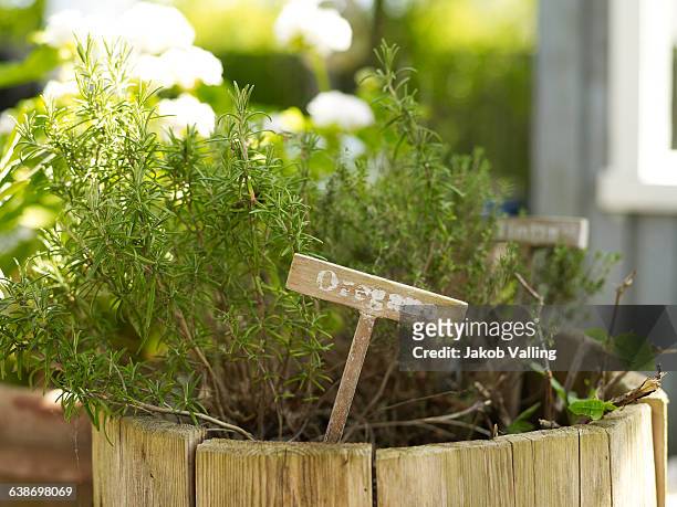 oregano plant in rustic flower pot in garden - orégano fotografías e imágenes de stock