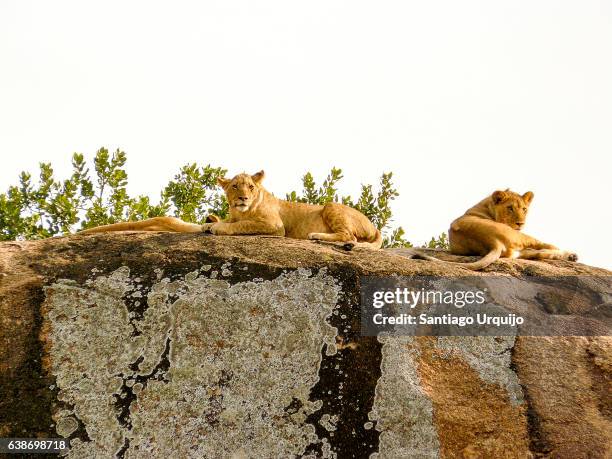 lioness (panthera leo) on a rock outcrop - inselbergue imagens e fotografias de stock