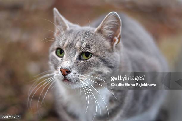 not sure i can trust you - shorthair cat stock pictures, royalty-free photos & images