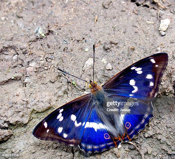 apatura iris - emperor stock pictures, royalty-free photos & images