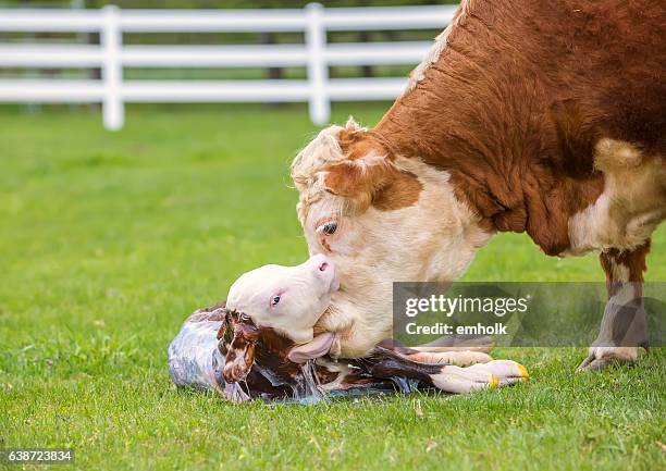 brown & branco hereford vaca bezerro lamber recém-nascido - calf imagens e fotografias de stock