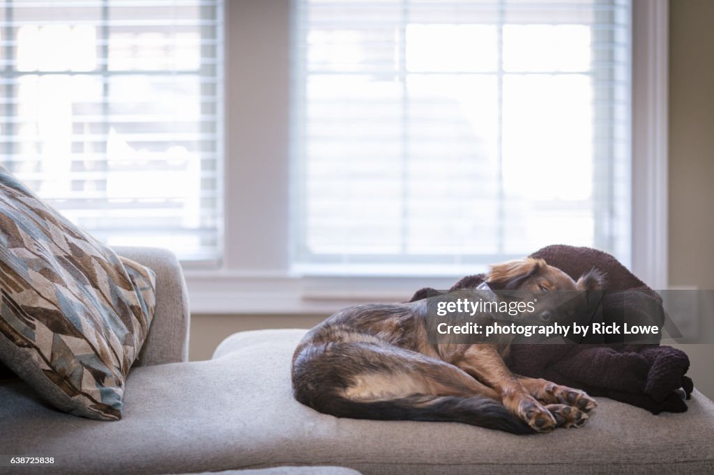 Sleeping brown dog