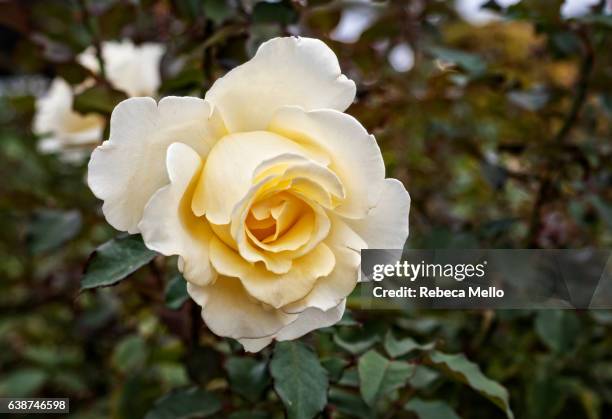 a rose in front view - yellow roses stock pictures, royalty-free photos & images