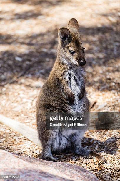 wallaby, tasmania, australia - wallaby stockfoto's en -beelden