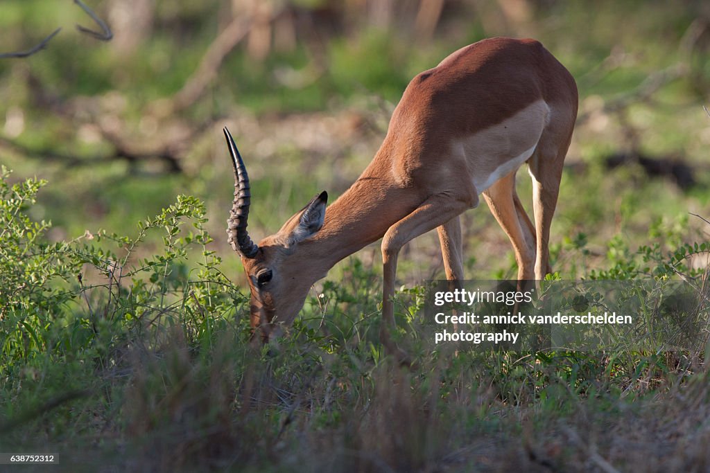 Grazing male impala (Aepyceros melampus).