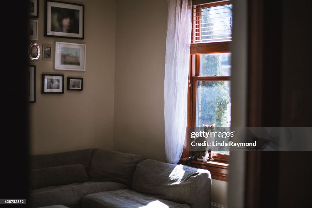 Tabby cat sitting by a window in the living room