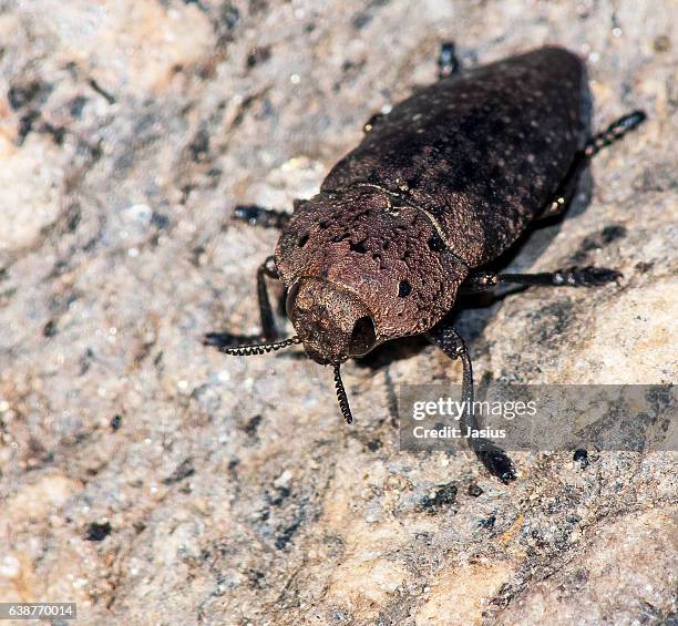 Polyphaga Characters 300 Polyphaga Stock Photos, High-Res Pictures, and Images - Getty Images