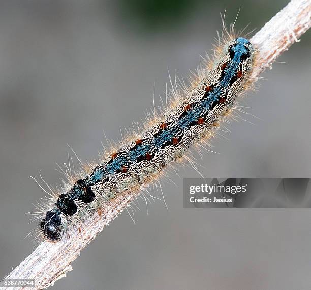 eriogaster rimicola - lasiocampidae stockfoto's en -beelden