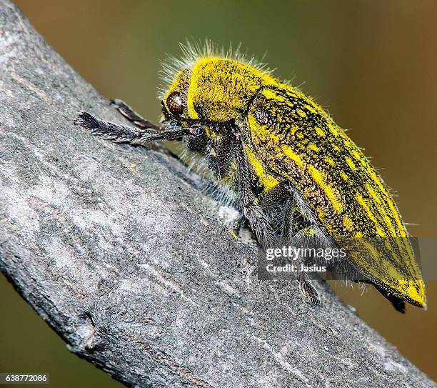 Polyphaga Characters 302 Polyphaga Stock Photos, High-Res Pictures, and Images - Getty Images