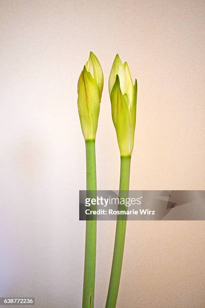two white amaryllis buds - long stem flowers fotografías e imágenes de stock