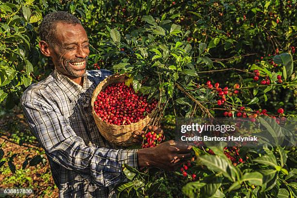 uomo africano raccolta di caffè ciliegie, oriente e africa - ethiopia foto e immagini stock