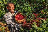 African man collecting coffee cherries, East Africa