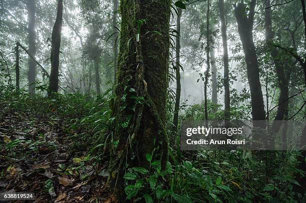 50 Doi Phu Kha National Park Stock Photos, HighRes Pictures, and