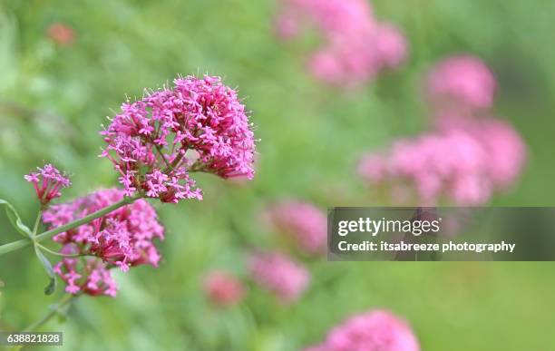 valerian - herb - valeriana officinalis stock pictures, royalty-free photos & images