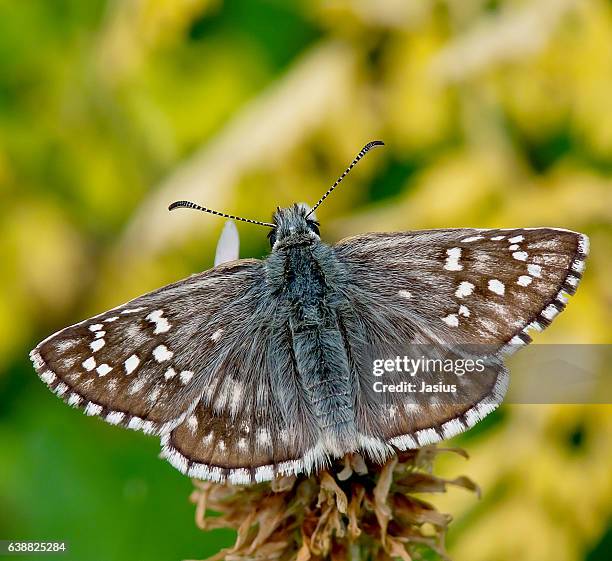 pyrgus sidae - borboleta stock pictures, royalty-free photos & images