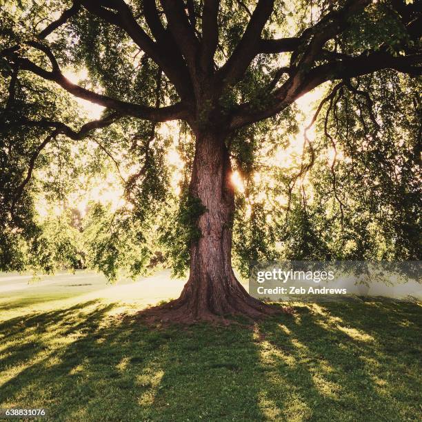 american elm tree, overlook park, portland, oregon - elm tree stock pictures, royalty-free photos & images