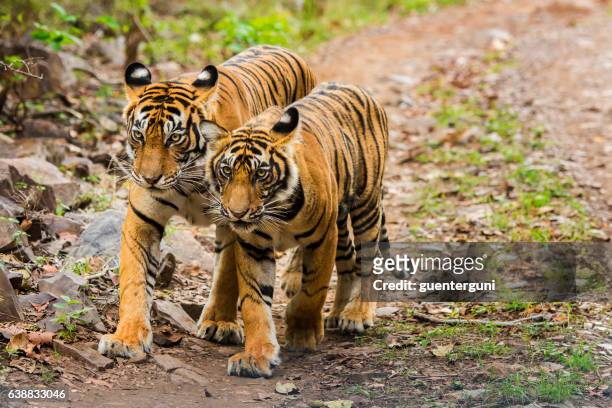 bengal tigers (panthera tigris tigris) in ranthambhore national park - ranthambore national park bildbanksfoton och bilder
