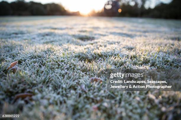 frosty lawn - frost stock pictures, royalty-free photos & images