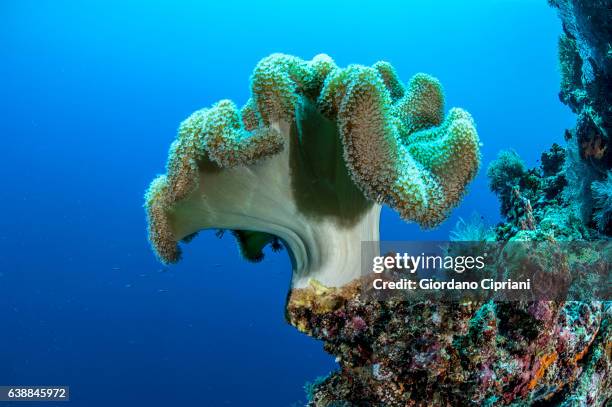 the underwater world of philippines, southeast asia, western pacific ocean. - soft coral stock-fotos und bilder