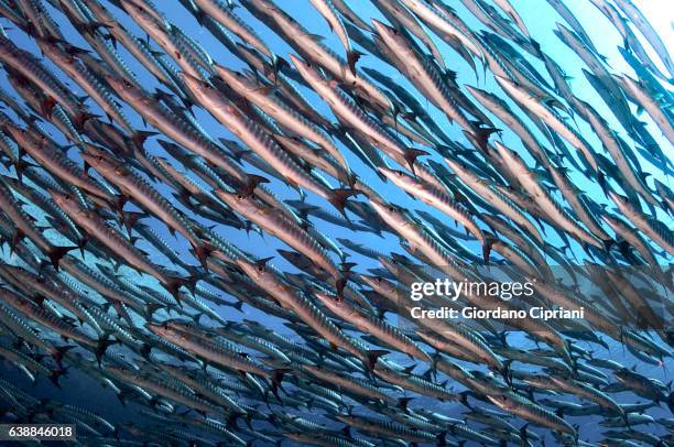 the underwater world of philippines, southeast asia, western pacific ocean. - barracuda stock pictures, royalty-free photos & images