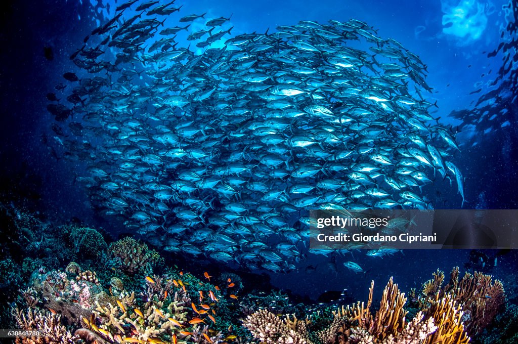 The Underwater world of Philippines, Southeast Asia, western Pacific Ocean.