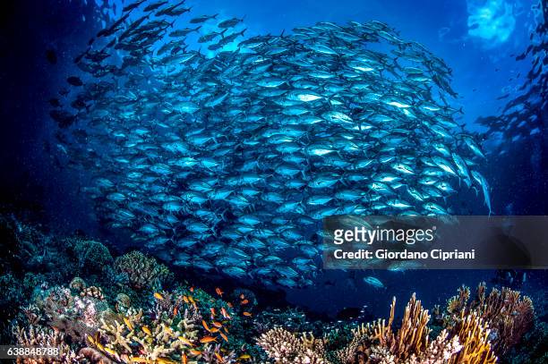 the underwater world of philippines, southeast asia, western pacific ocean. - trevally jack stock pictures, royalty-free photos & images
