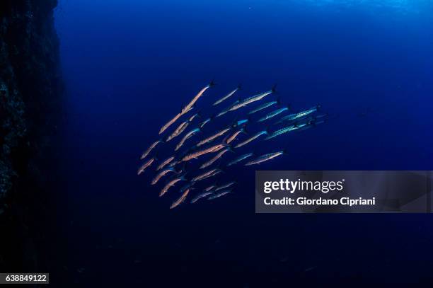 the underwater world of philippines, southeast asia, western pacific ocean. - sphyraena qenie stock pictures, royalty-free photos & images