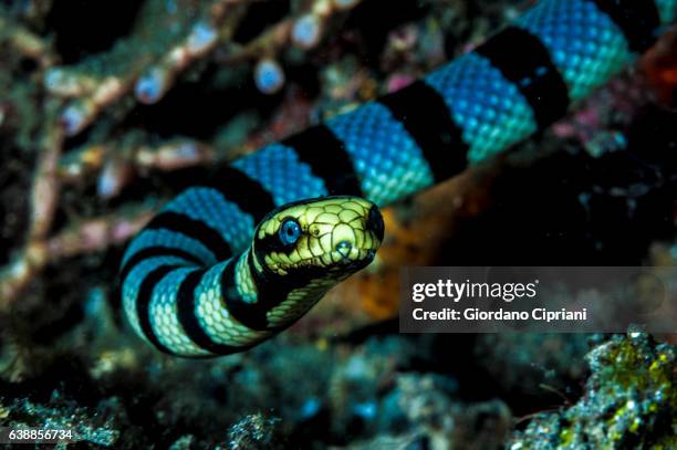 the underwater world of philippines, southeast asia, western pacific ocean. - reptile stock pictures, royalty-free photos & images