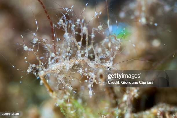 the underwater world of philippines, southeast asia, western pacific ocean. - amphipod stock pictures, royalty-free photos & images