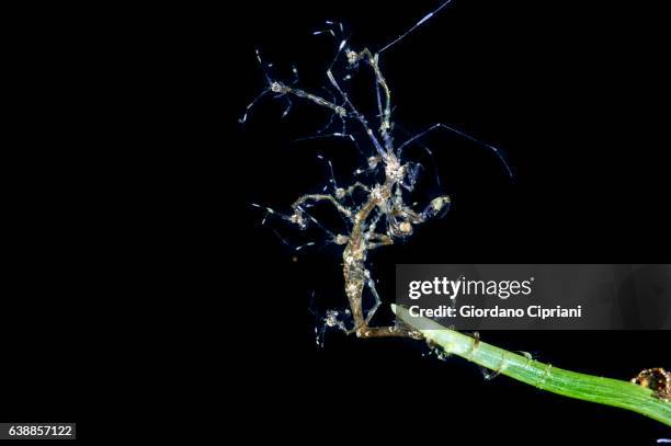 the underwater world of philippines, southeast asia, western pacific ocean. - amphipod stock pictures, royalty-free photos & images