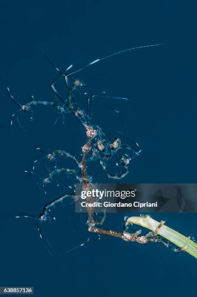 the underwater world of philippines, southeast asia, western pacific ocean. - amphipod stock pictures, royalty-free photos & images
