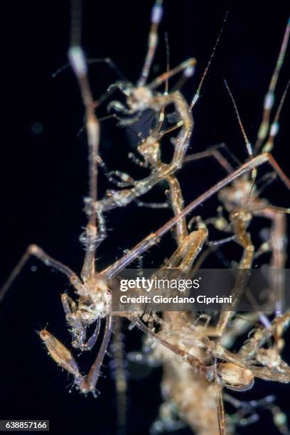 the underwater world of philippines, southeast asia, western pacific ocean. - skeleton shrimp stock pictures, royalty-free photos & images