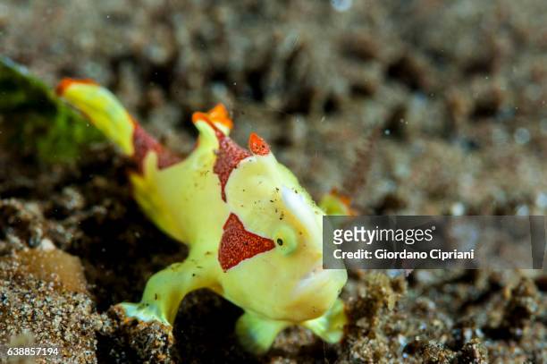 the underwater world of philippines, southeast asia, western pacific ocean. - yellow frogfish stock pictures, royalty-free photos & images